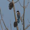 Azure-winged Magpie